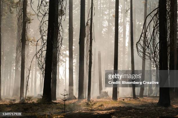 a smoldering forest on fire - forest destruction stock pictures, royalty-free photos & images