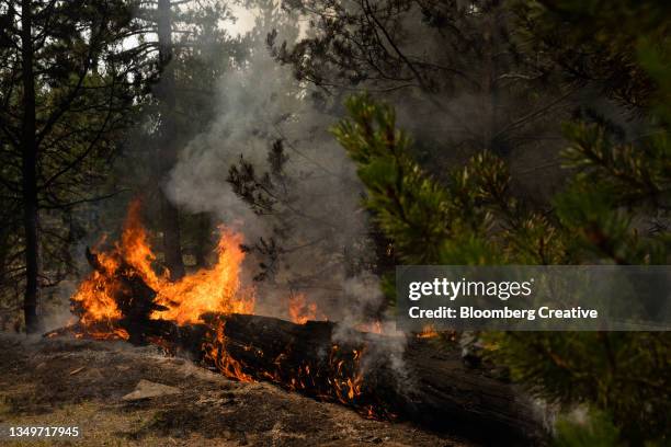 trees burn in a wildfire - forest fire oregon stock pictures, royalty-free photos & images