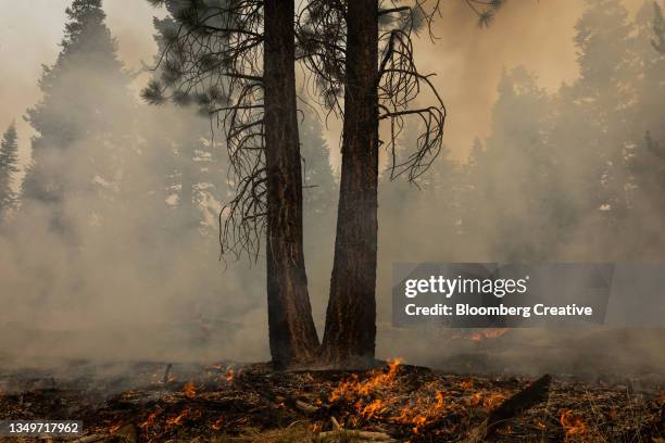 trees damaged in a wildfire - oregon wildfire stock pictures, royalty-free photos & images