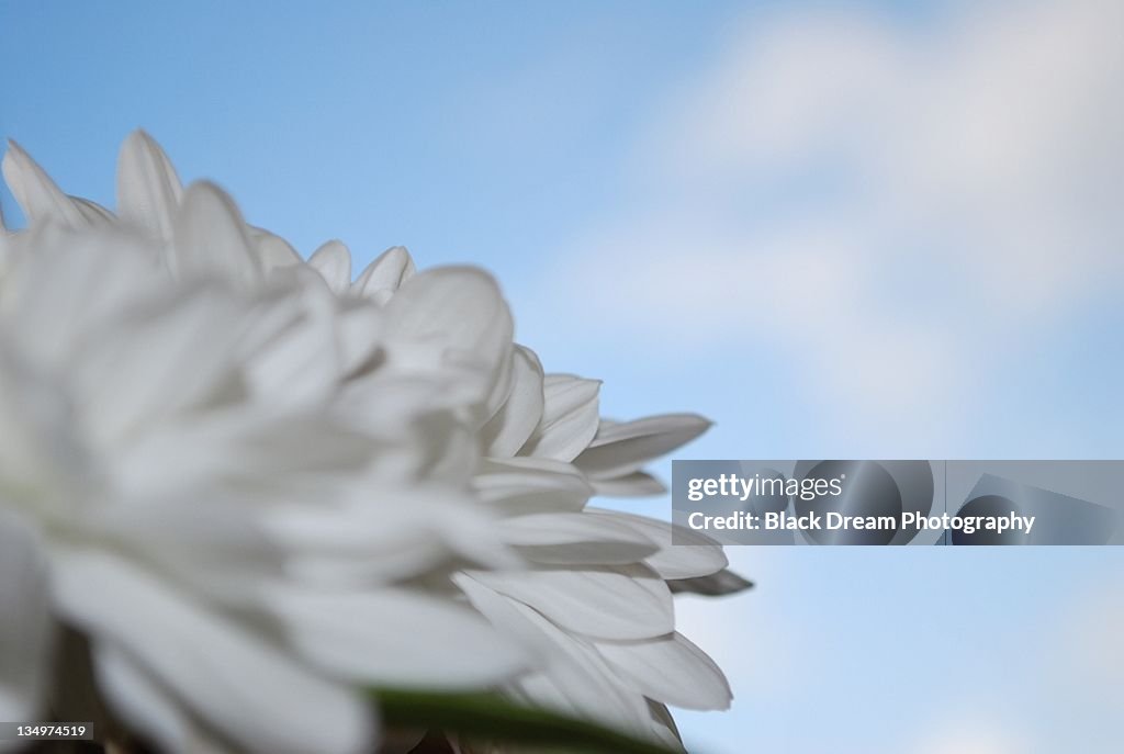 White flower petals