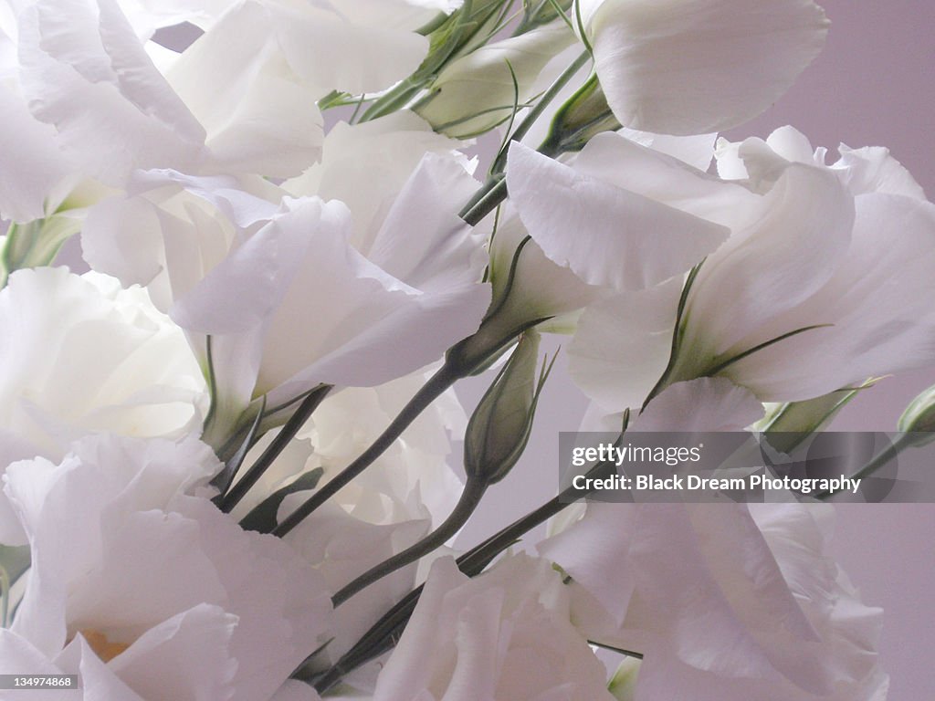 White flowers