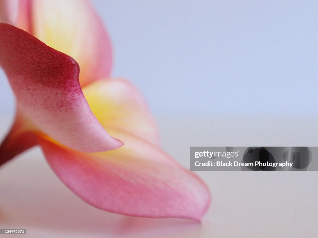 Pink frangipani bloom