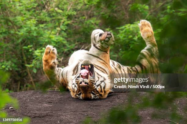 tiger on back looking at camera,india - lying on back photos stock pictures, royalty-free photos & images