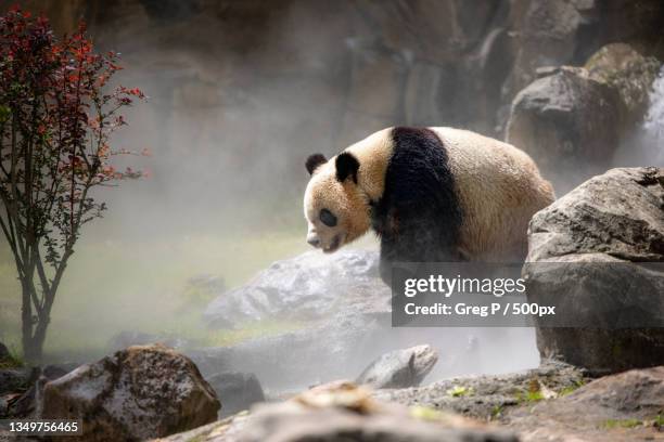 side view of panda standing in river,st aignan,france - pandya stock pictures, royalty-free photos & images