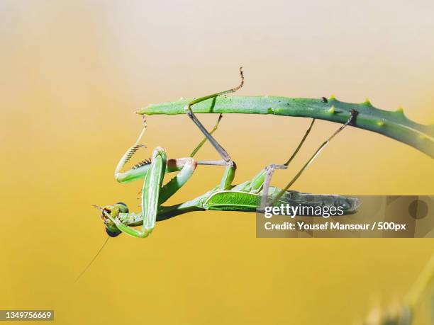 close-up of praying mantis on leaf against yellow background - threats stockfoto's en -beelden