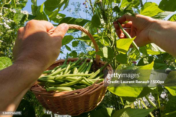 picking green beans in the garden,dinan,france - haricot vert photos et images de collection