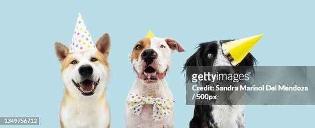 783 Funny Birthday Dog Photos and Premium High Res Pictures - Getty Images