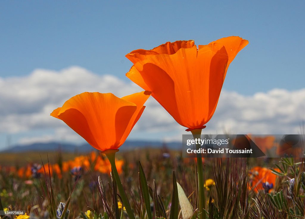 Poppy bokeh