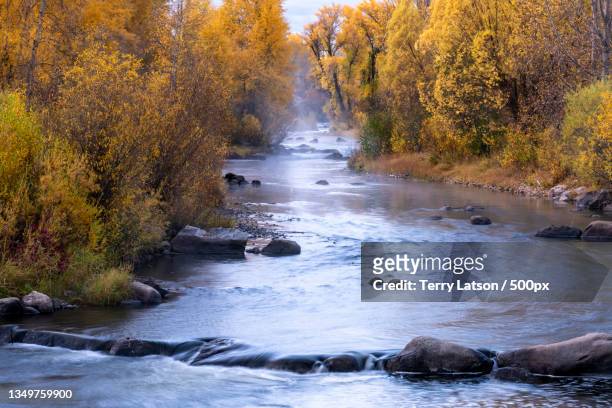 scenic view of river amidst trees in forest during autumn,steamboat springs,colorado,united states,usa - steamboat springs colorado stockfoto's en -beelden