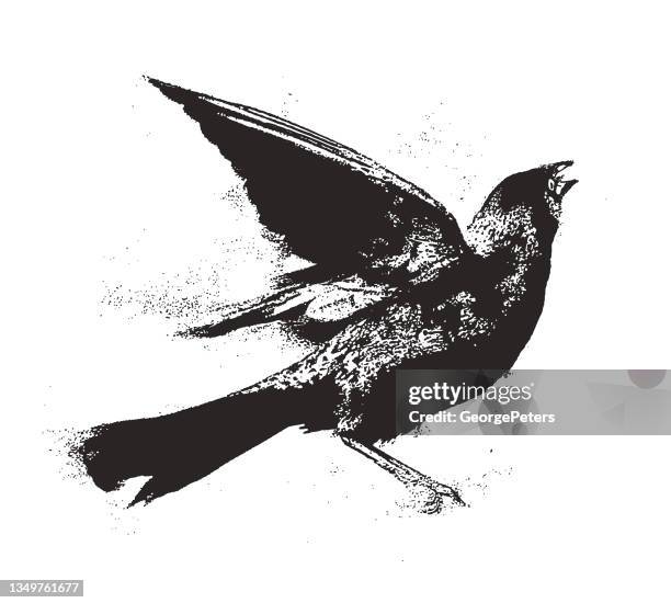 bildbanksillustrationer, clip art samt tecknat material och ikoner med common grackle - raven bird