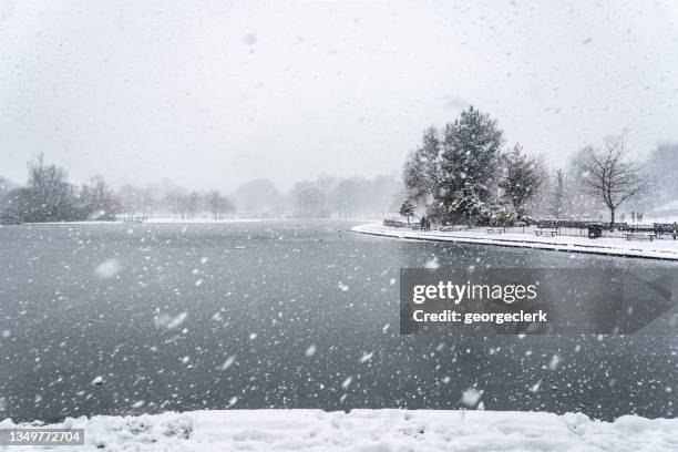 blizzard snow in the park - glasgow stock pictures, royalty-free photos & images