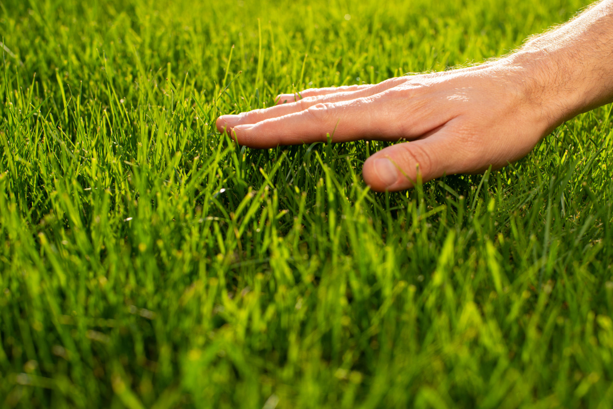 grass care