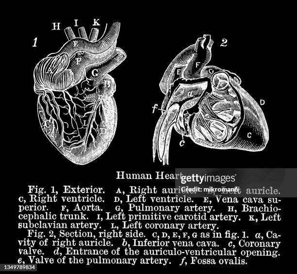old engraved illustration of anatomy of human heart - coronary arteries diagram stockfoto's en -beelden