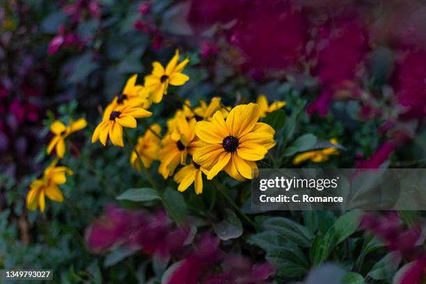 rudbeckia hirta flowerbed - black eyed susan vine stock pictures, royalty-free photos & images