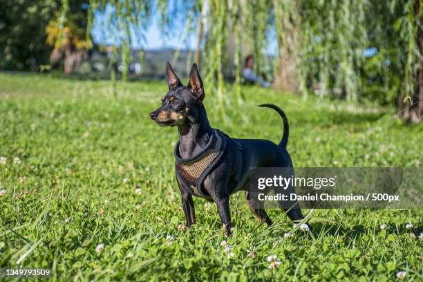 portrait of miniature pinscher standing on field,londres,united kingdom,uk - miniature pinscher stock pictures, royalty-free photos & images