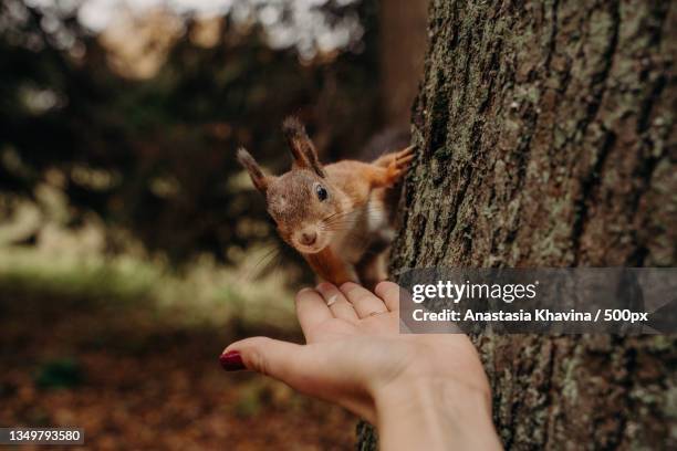 cropped hand of american red squirrel touching american red squirrel on tree trunk - american red squirrel stock pictures, royalty-free photos & images