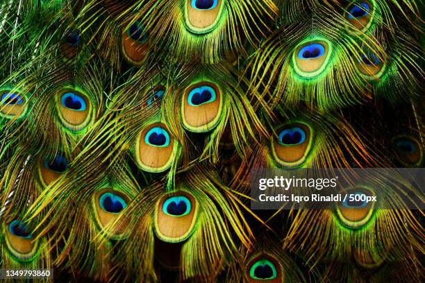 full frame shot of peacock feathers - peacock stock pictures, royalty-free photos & images