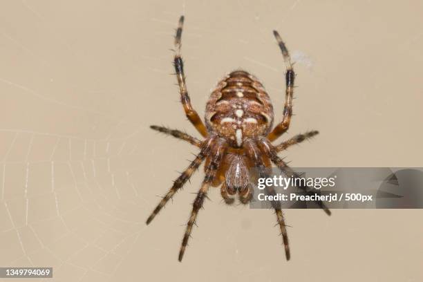 close-up of spider on web - aranha de jardim - fotografias e filmes do acervo