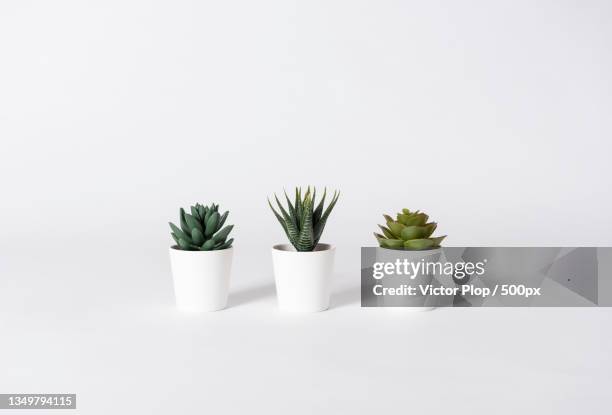 close-up of potted plants against white background - flowerpot stock pictures, royalty-free photos & images