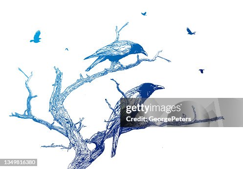 Crows perching on a dead tree Crows perching on a dead tree
