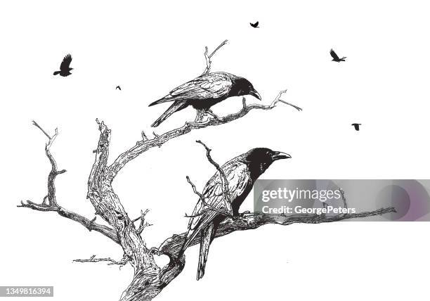stockillustraties, clipart, cartoons en iconen met crows perching on a dead tree - jeneverbes conifeer