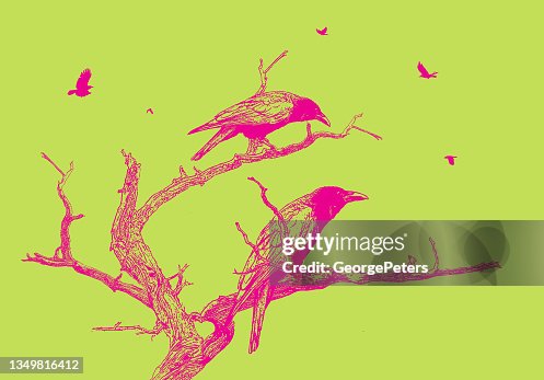 Crows perching on a dead tree Crows perching on a dead tree
