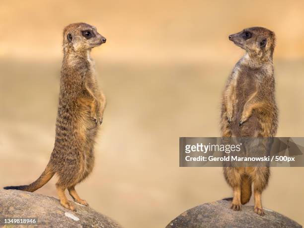 two meerkat looking at the camera - erdmännchen stock-fotos und bilder