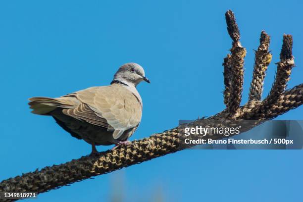 low angle view of songbird perching on cable against clear blue sky - ecossistema stock pictures, royalty-free photos & images