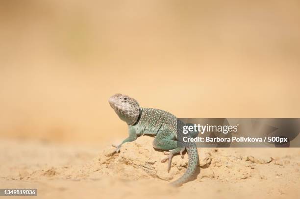 close-up of collared lizard on rock - lagarto de collar fotografías e imágenes de stock