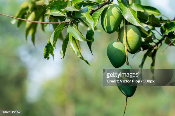 close-up of fruits growing on tree - mango juice stockfoto's en -beelden