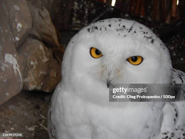 close-up portrait of snowy owl - oleg prokopenko fotografías e imágenes de stock