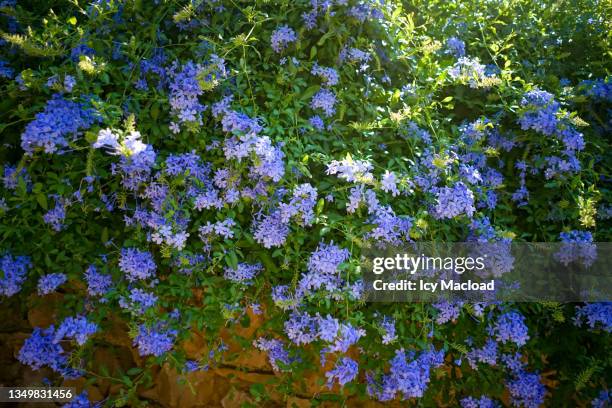 a flowerbed of plumbago (plumbago auriculata) - plumbago stock pictures, royalty-free photos & images