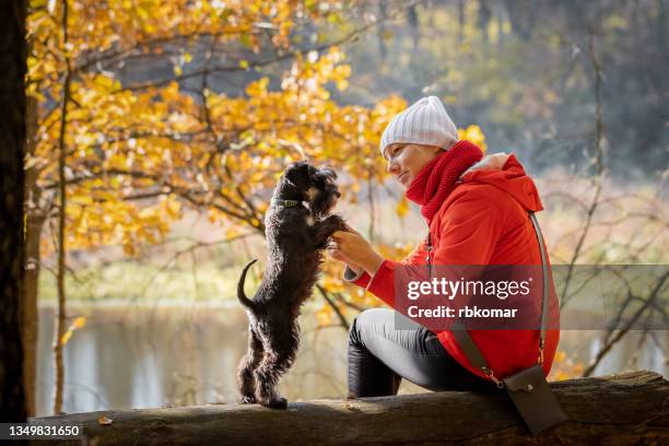 woman holding a black mini schnauzer puppy by the paws during a forest walk in autumn - schnauzer stock pictures, royalty-free photos & images