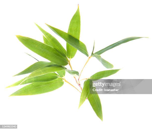 bambus "twigs'und blätter - bambusblatt stock-fotos und bilder