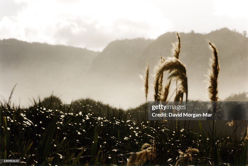 Windblown grass stalks with mist and hills