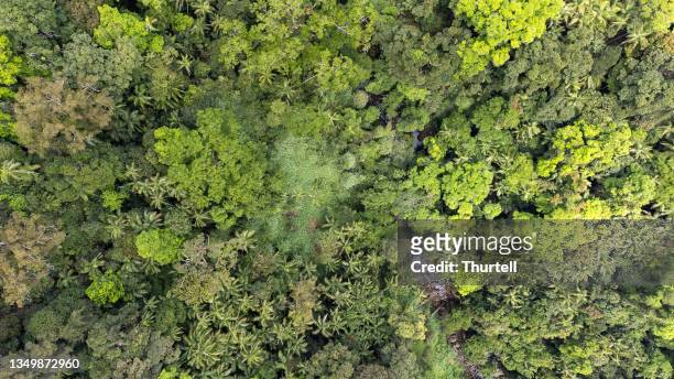 aerial view of australian rainforest near gold coast, australia - gold coast aerial stock pictures, royalty-free photos & images