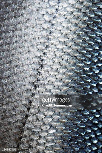 salmon - animal scale stock pictures, royalty-free photos & images