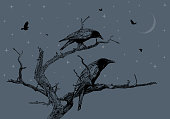 Crows perching on a dead tree at night