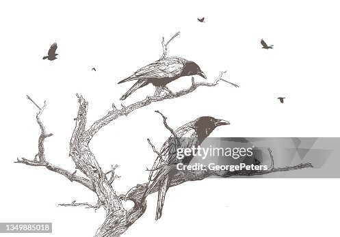 Crows perching on a dead tree Crows perching on a dead tree