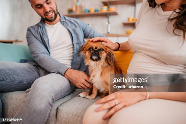 schwangere frau und ehemann entspannen sich mit hund zu hause - pekingese stock-fotos und bilder