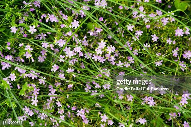 claytonia sibirica flower background at dalatangi - portulak stock-fotos und bilder