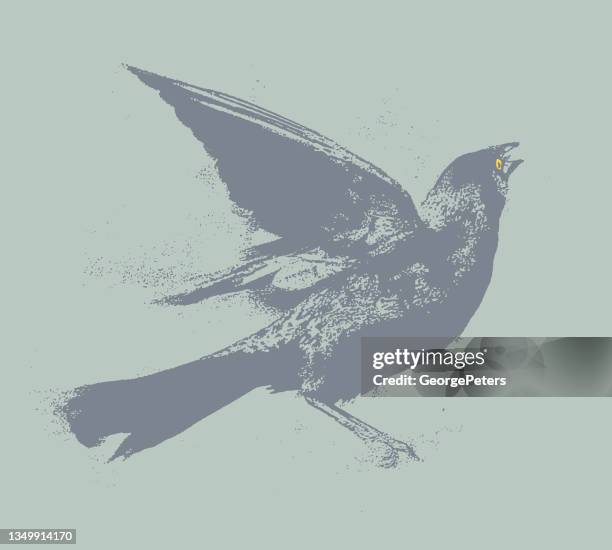 common grackle - common blackbird stock illustrations