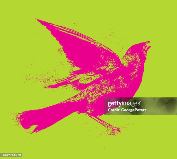 common grackle - common blackbird stock illustrations