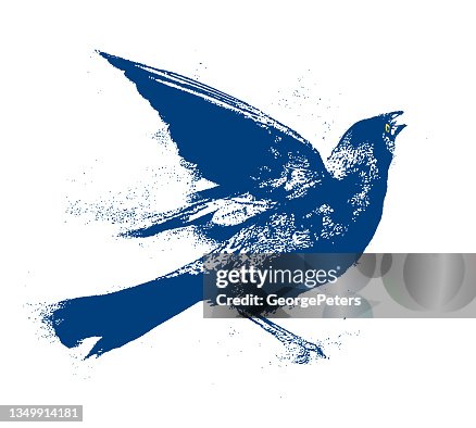 Common Grackle Common Grackle