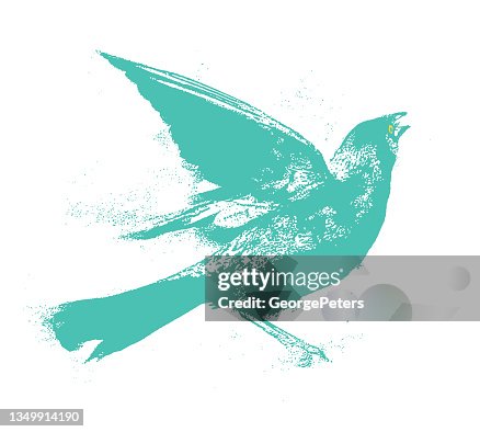 Common Grackle Common Grackle