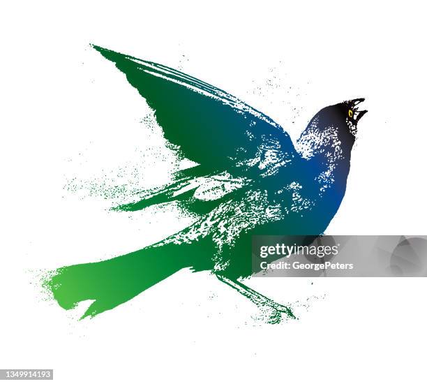common grackle - common blackbird stock illustrations