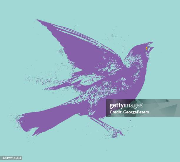 common grackle - common blackbird stock illustrations