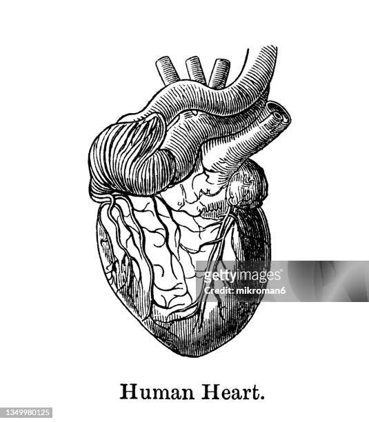 old engraved illustration of anatomy of human heart - human heart stock-fotos und bilder