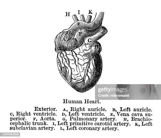 old engraved illustration of anatomy of human heart - aorta diagram stock-fotos und bilder