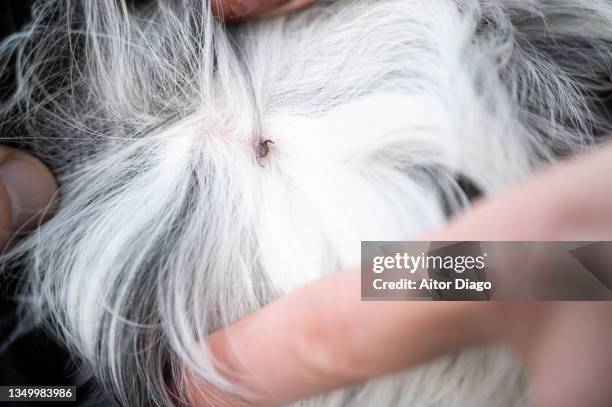 small tick ​​attached to the skin of a dog and sucking blood. berlin, germany - mosquito bite stock-fotos und bilder